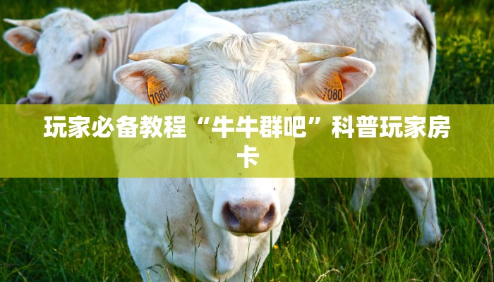 微信牛牛房卡哪里买的荣耀大厅房卡便宜分享一下“